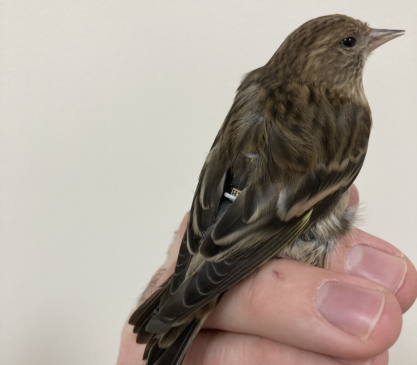 Pine Siskin with tag